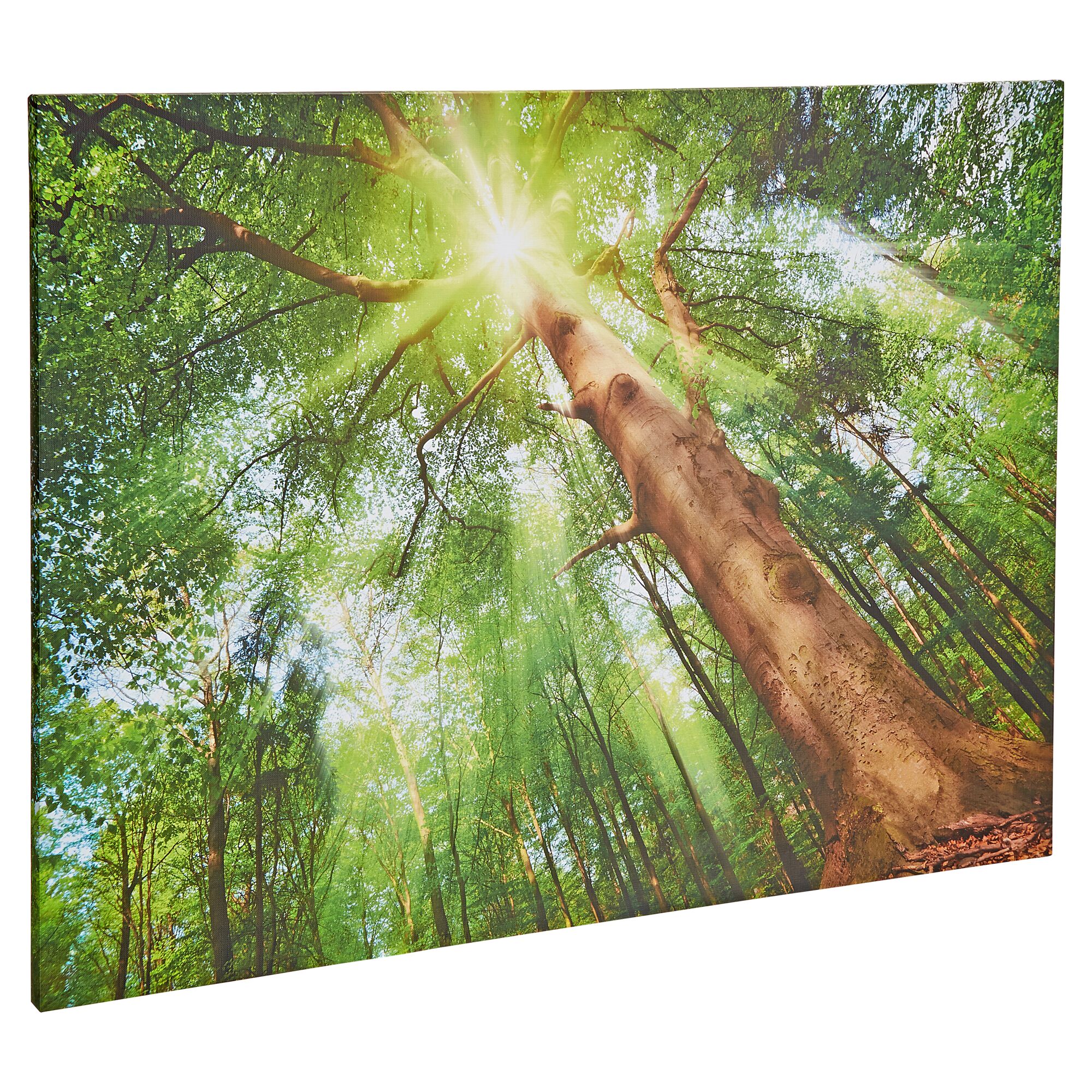 Sonnenlicht scheint durch grüne Bäume im Wald