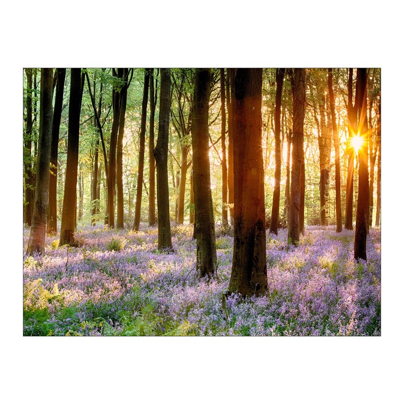 Sonnenuntergang im Wald mit violetten Blüten