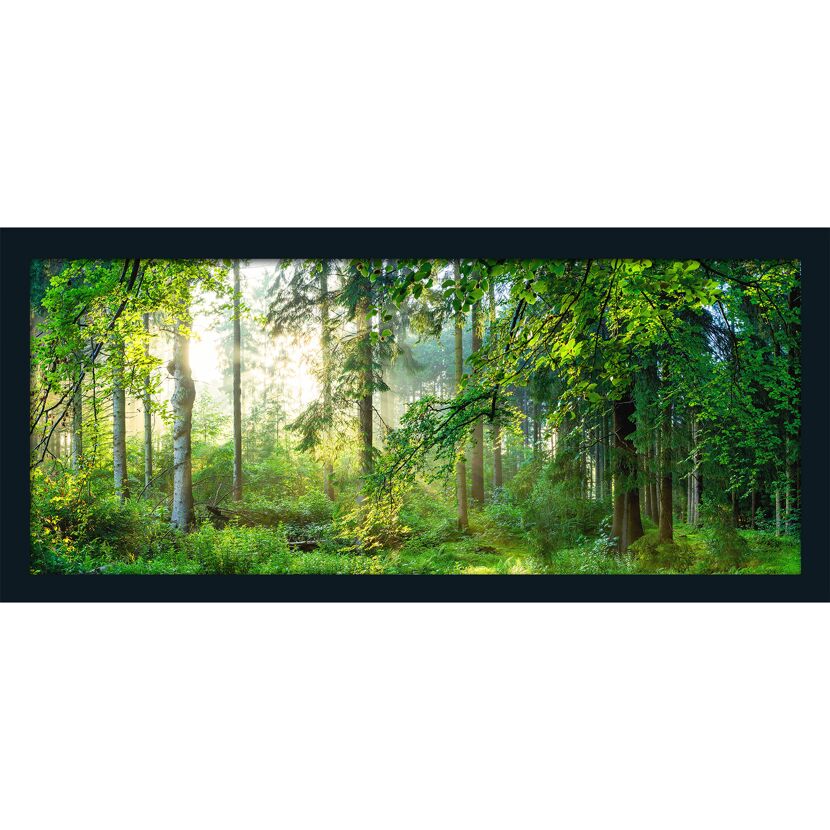 Sonnenlicht scheint durch grüne Bäume im Wald.