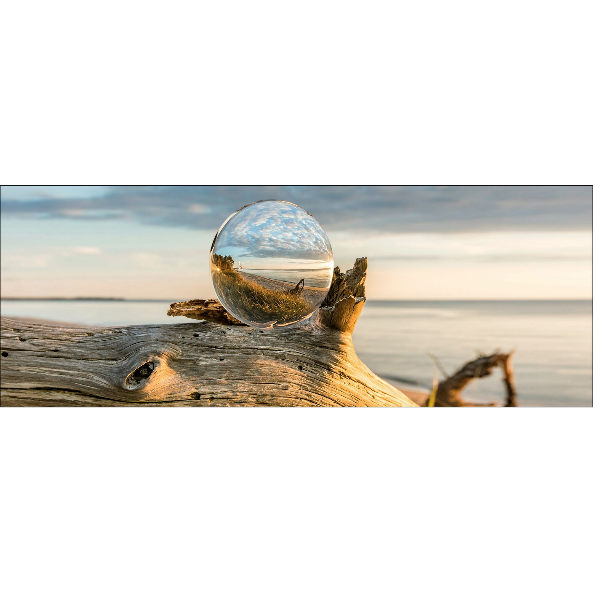 Glasmurmel auf Treibholz am Strand.