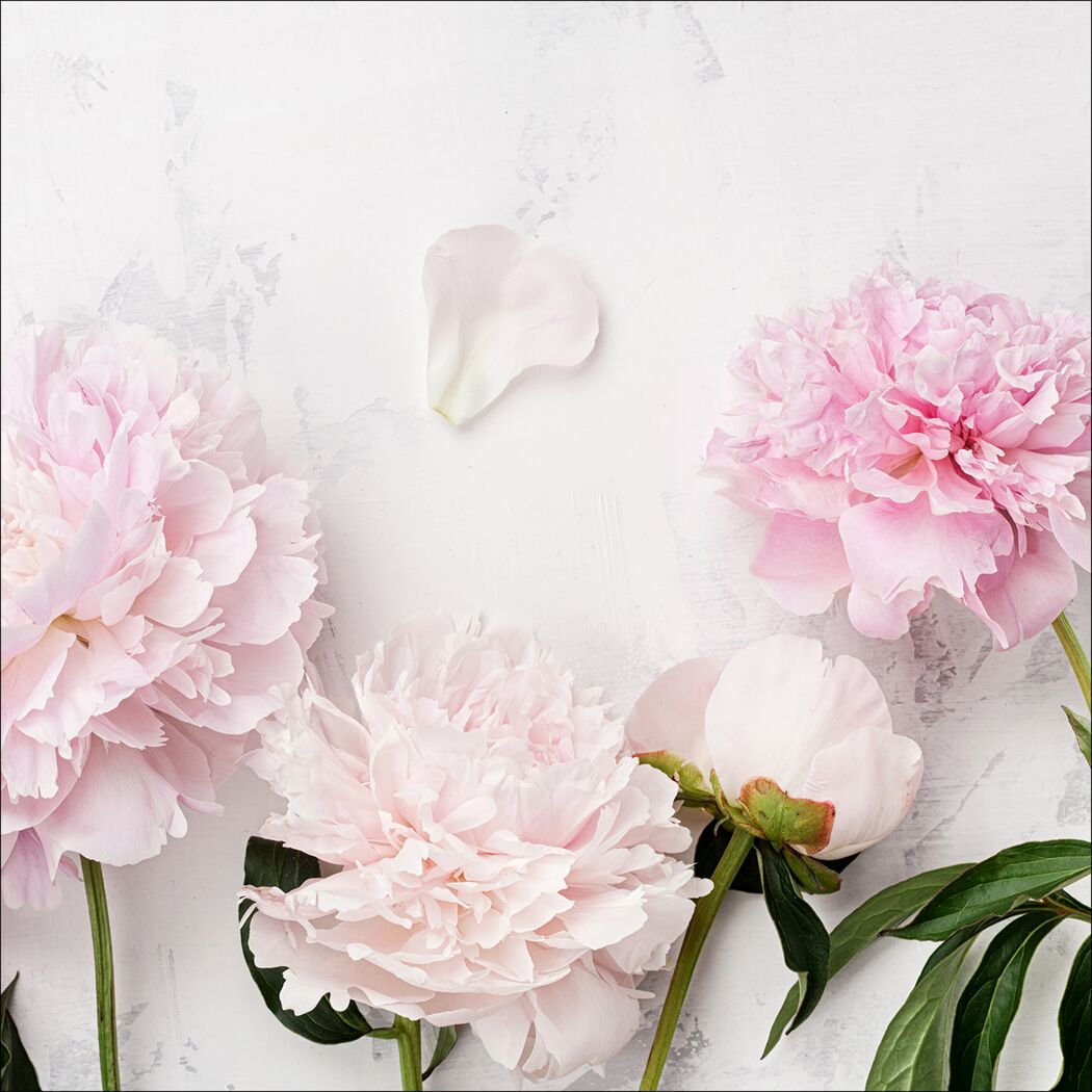 Leinwandbild Canvas-Art 'Peonies ll' 27 x 27 cm