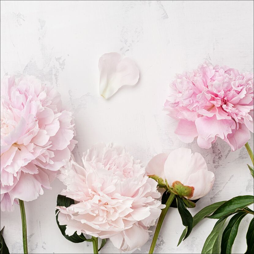 Leinwandbild Canvas-Art 'Peonies ll' 27 x 27 cm