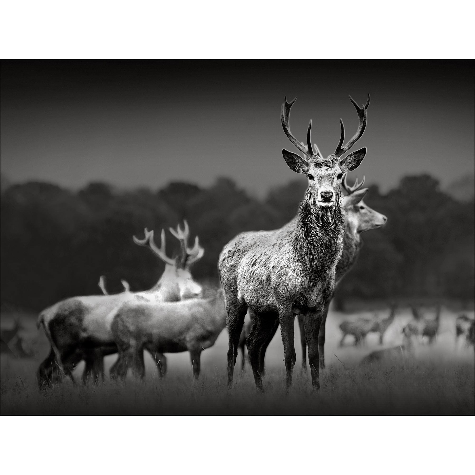 Leinwandbild Canvas-Art 'Herd of Deers' 57 x 77 cm + product picture