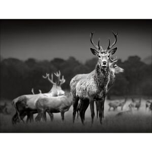 Leinwandbild Canvas-Art 'Herd of Deers' 57 x 77 cm