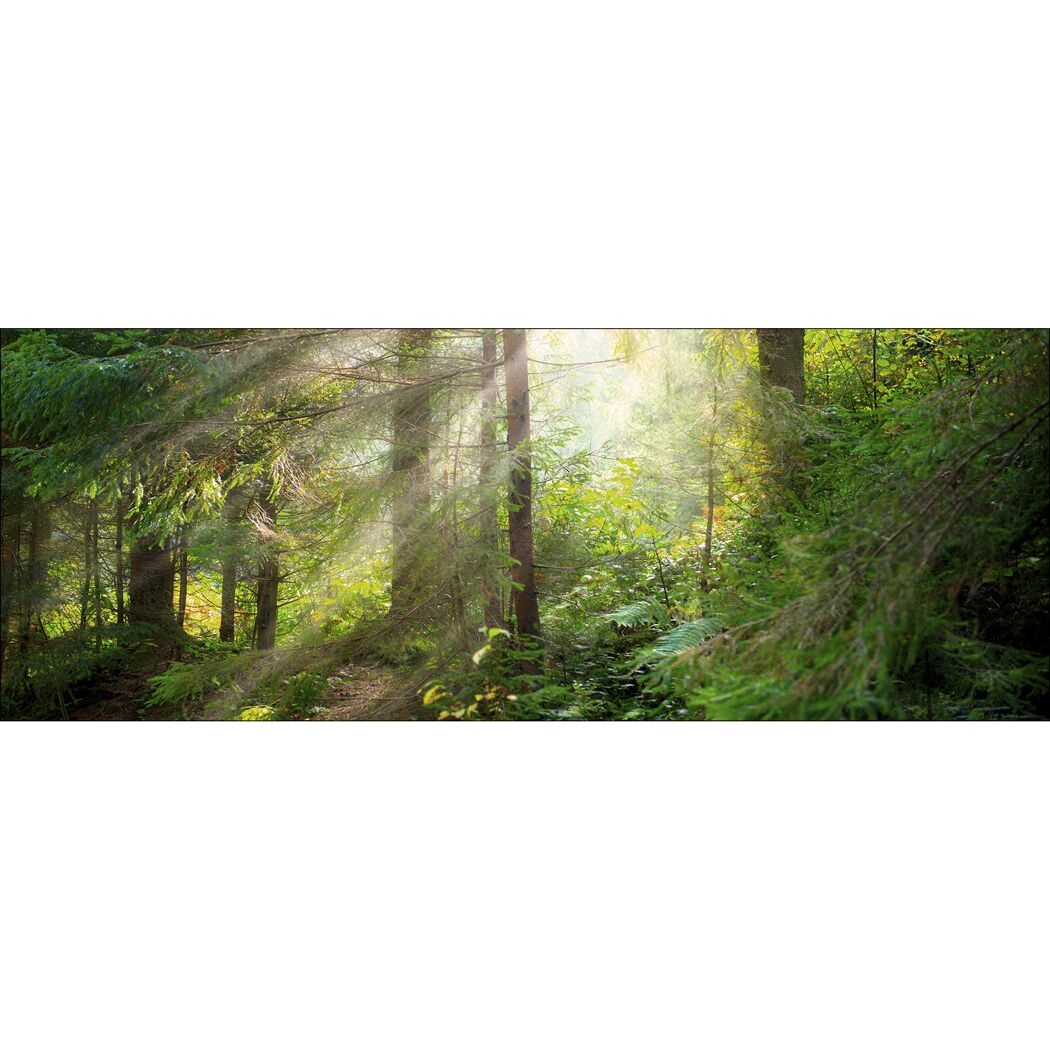 Sonnenlicht scheint durch Bäume im Wald.