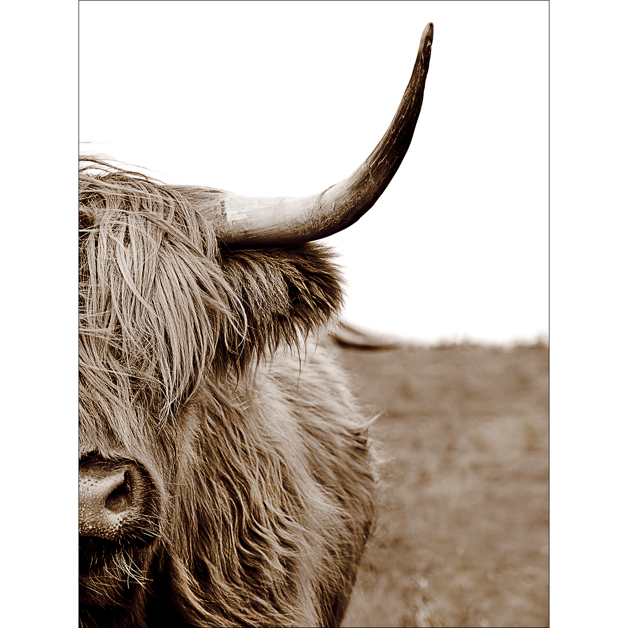 Leinwandbild Canvas-Art 'Scottish Highland Cattle ll' 57 x 77 cm + product picture