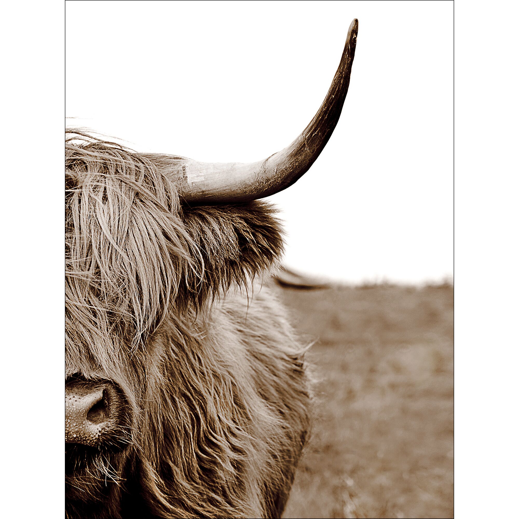 Nahaufnahme eines schottischen Hochlandrindes mit Horn.