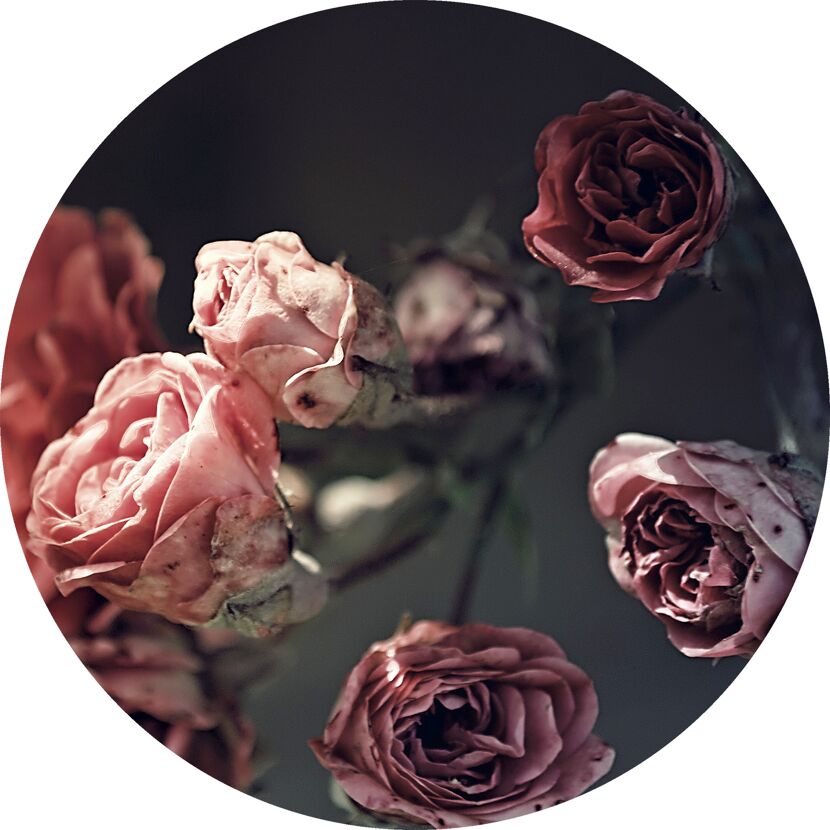 Nahaufnahme von verwelkten Rosen in Rosa und Rot.