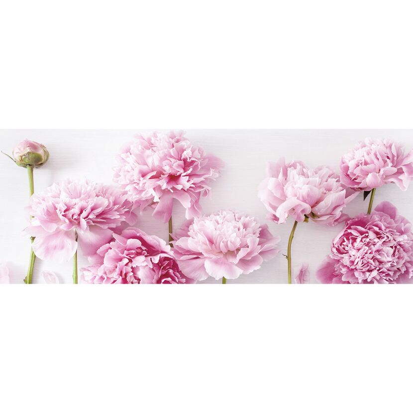 Rosa Pfingstrosen auf weißem Hintergrund