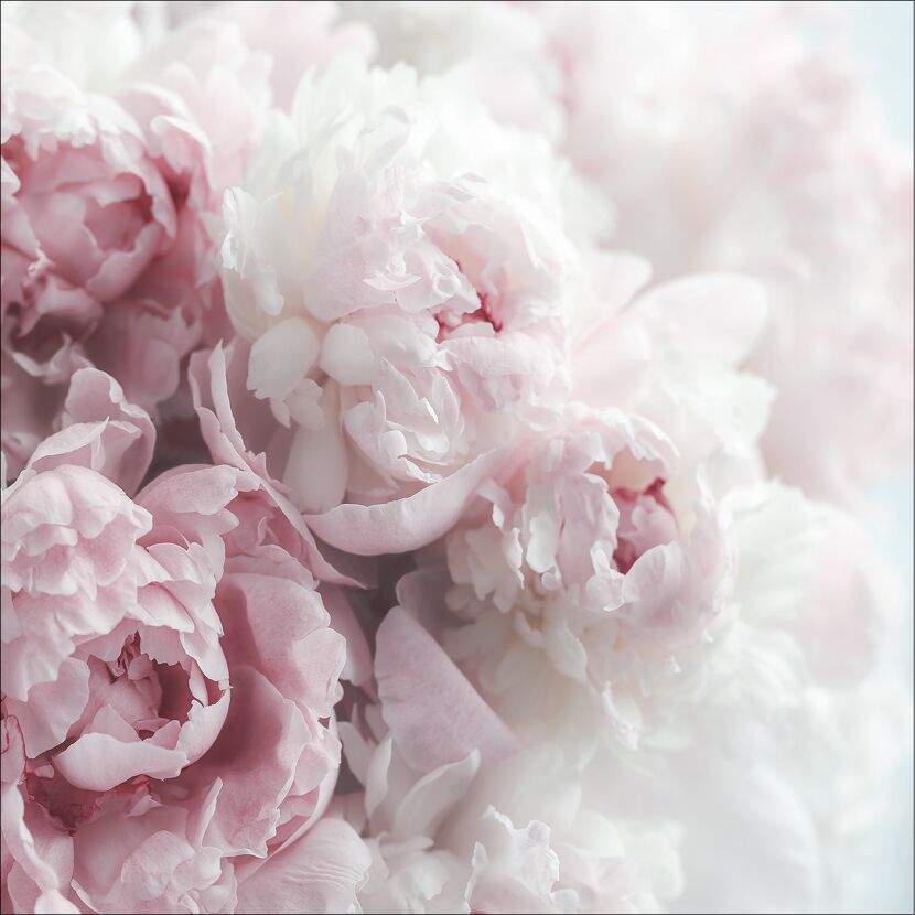 Nahaufnahme von rosa und weißen Pfingstrosen