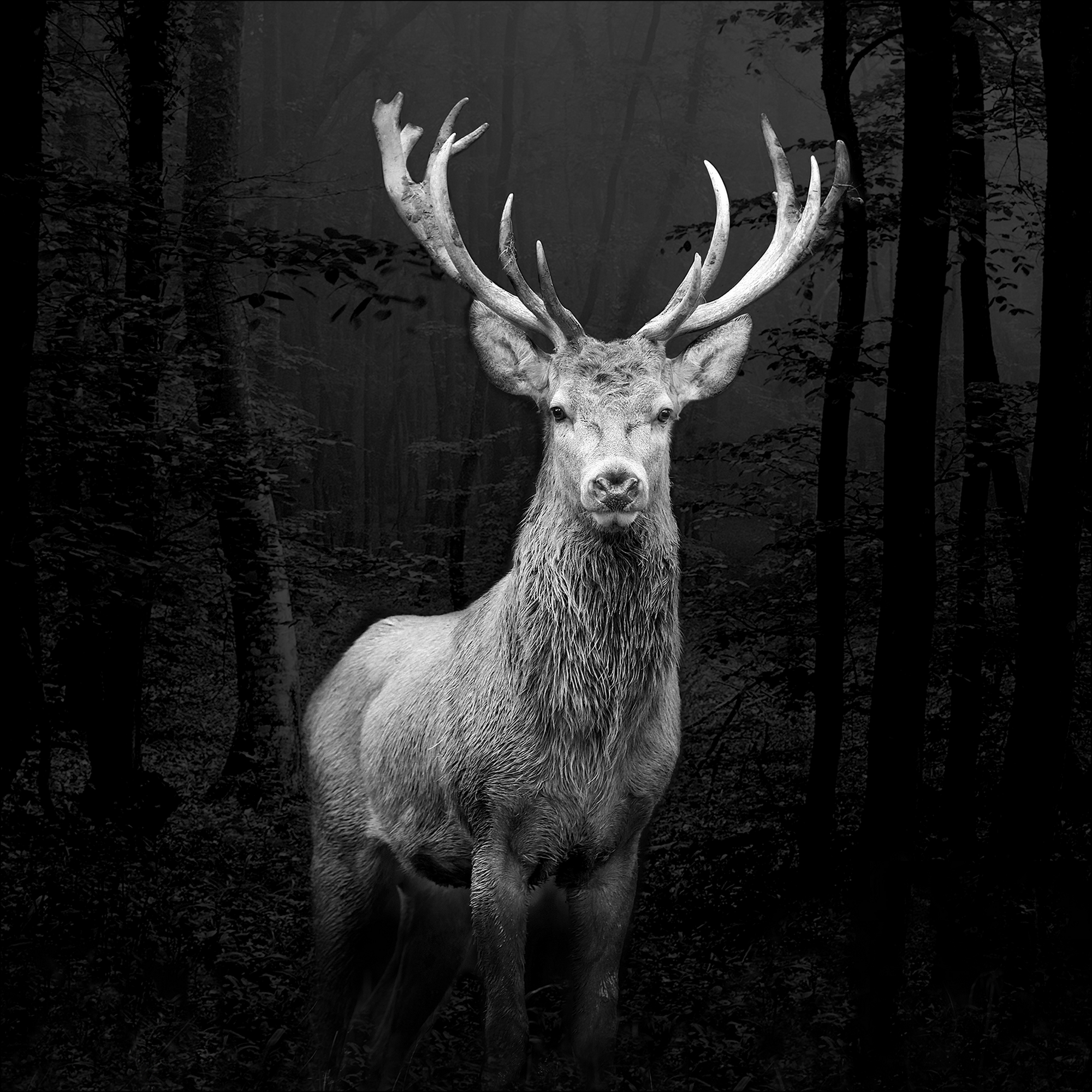 Leinwandbild Canvas-Art 'Grey Deer Head' 27 x 27 cm + product picture