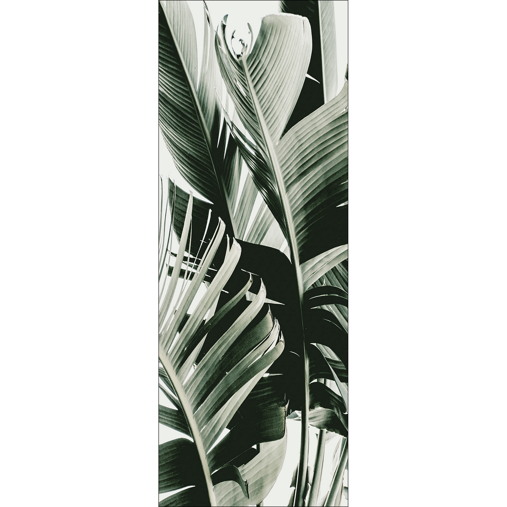 Leinwandbild Canvas-Art 'Jungle Leaves IV' 27 x 77 cm + product picture