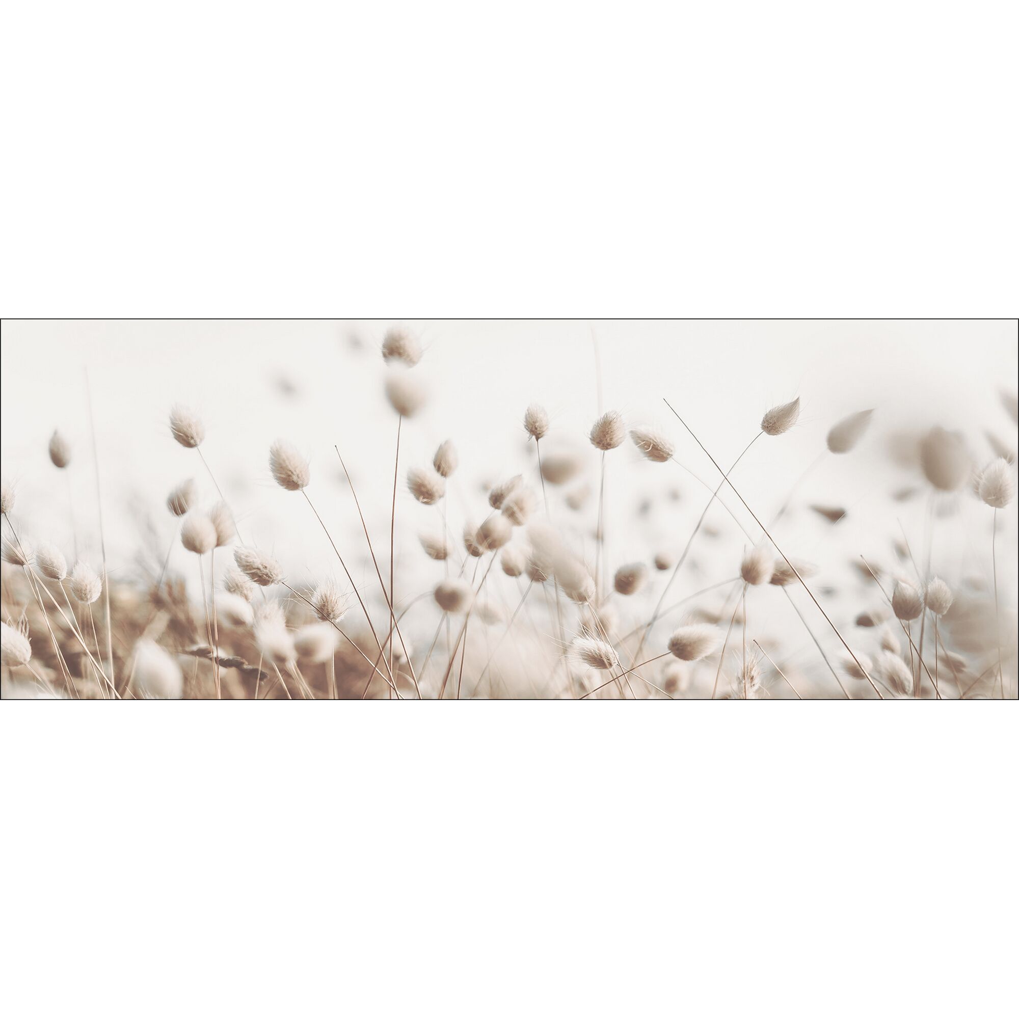 Beige Gräser im Wind