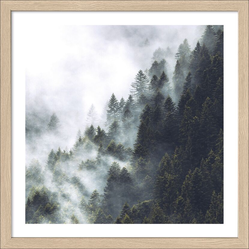 Sonnenstrahlen scheinen durch den Nebel auf einen bewaldeten Berghang.
