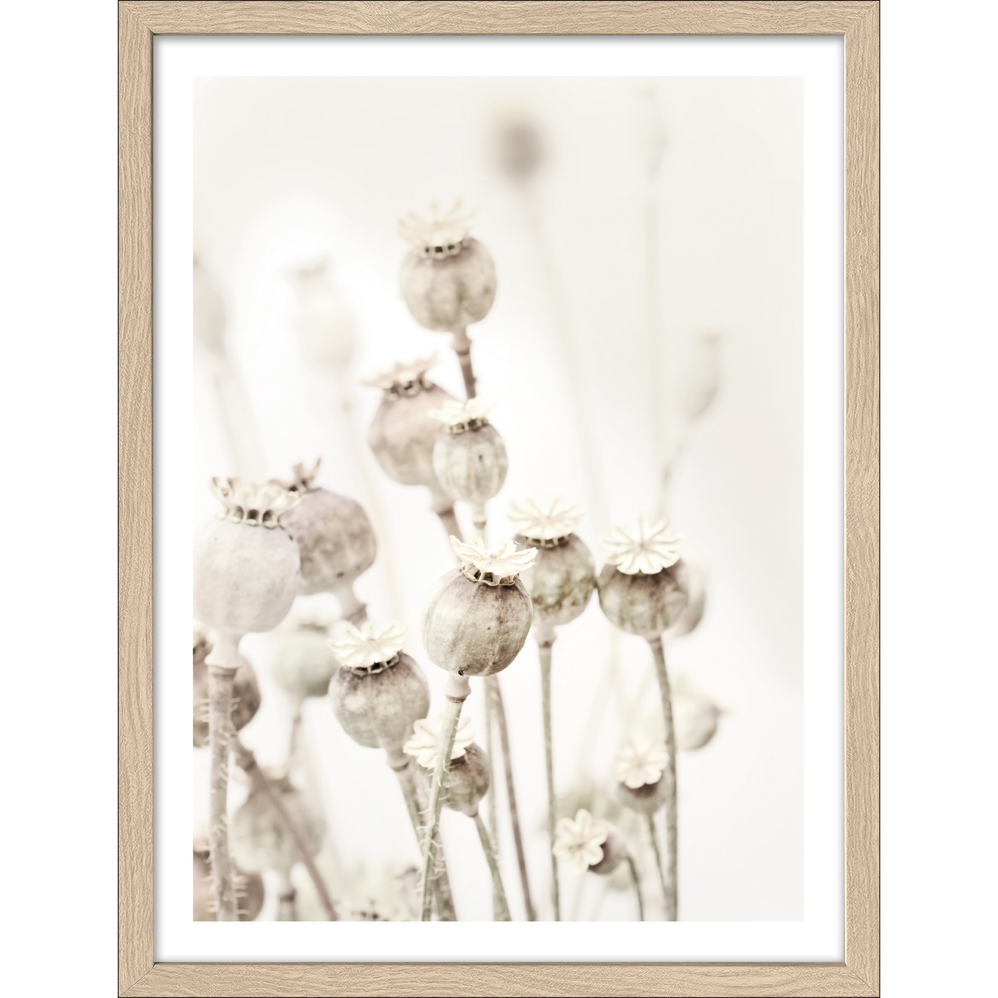 Kunstdruck Framed-Art Slim Scandic 'Dried Poppies' 33 x 43 cm + product picture