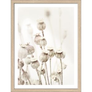 Kunstdruck Framed-Art Slim Scandic 'Dried Poppies' 33 x 43 cm
