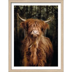 Kunstdruck Framed-Art Slim Scandic 'Scottish Highland Cattle Vl' 33 x 43 cm