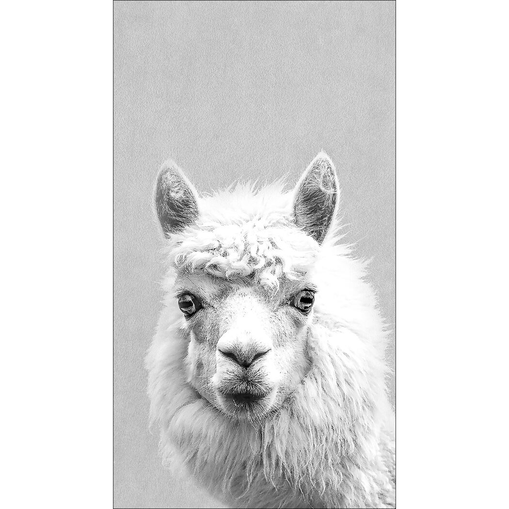 Schwarz-Weiß-Porträt eines Lamas.