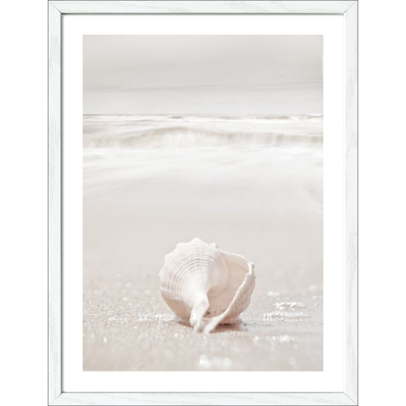 Muschel am Strand