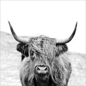 Kunstdruck Canvas-Art 'Scottish Highland Cattle' 30 x 30 cm