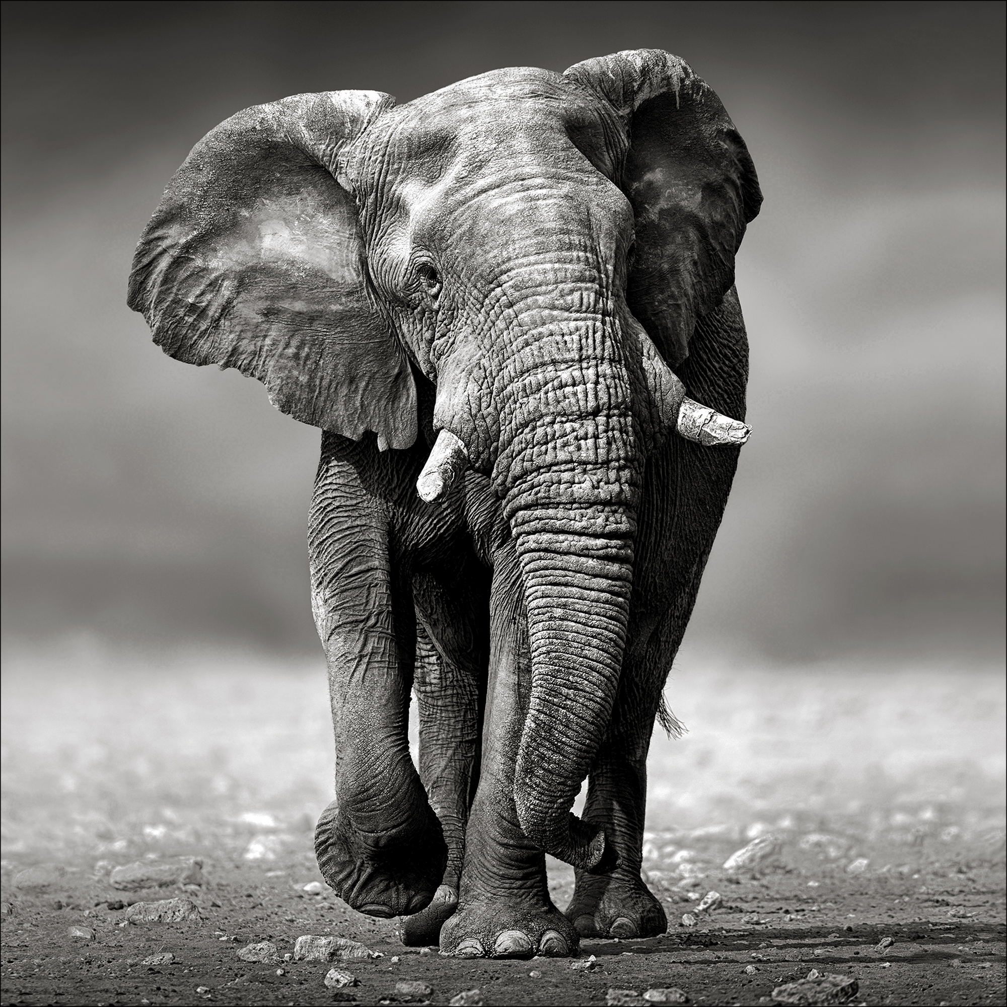Kunstdruck Canvas-Art 'Grey Elephant' 40 x 40 cm + product picture