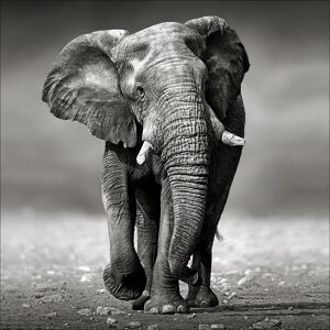 Kunstdruck Canvas-Art 'Grey Elephant' 40 x 40 cm