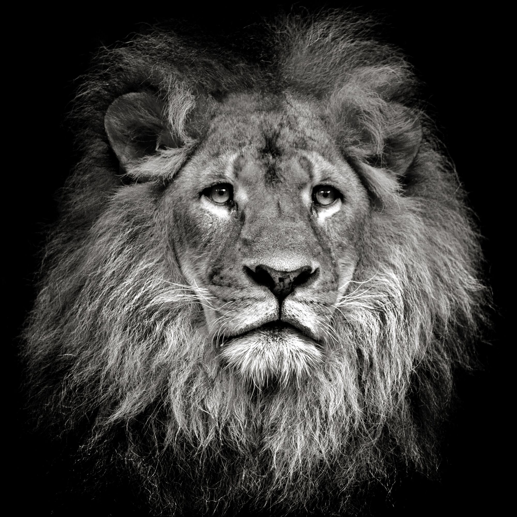 Schwarz-Weiß-Porträt eines Löwen vor schwarzem Hintergrund.