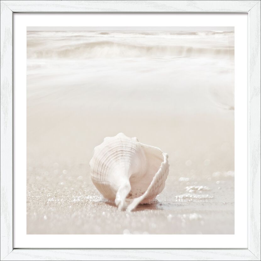 Muschel am Strand