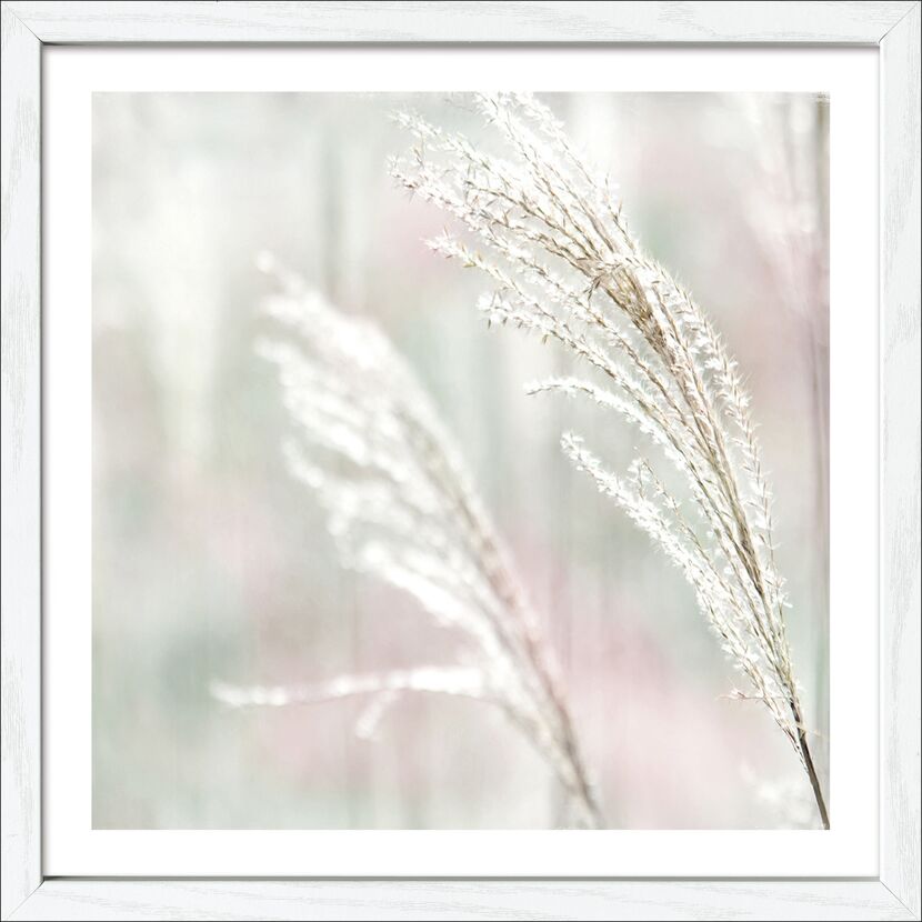 Kunstdruck Framed-Art 'Dried Fiber in the Wind VI' 33 x 33 cm