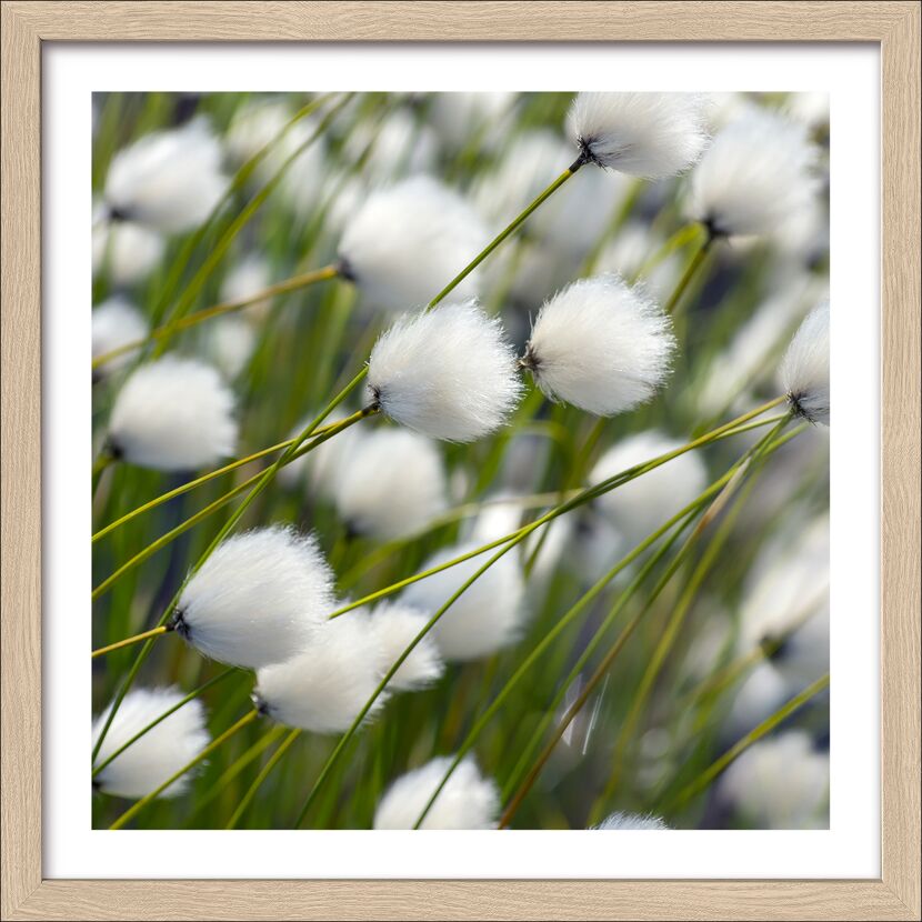 Weiße Blüten auf grünen Stängeln