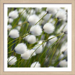 Kunstdruck Framed-Art 'Dried White Flowers II' 33 x 33 cm