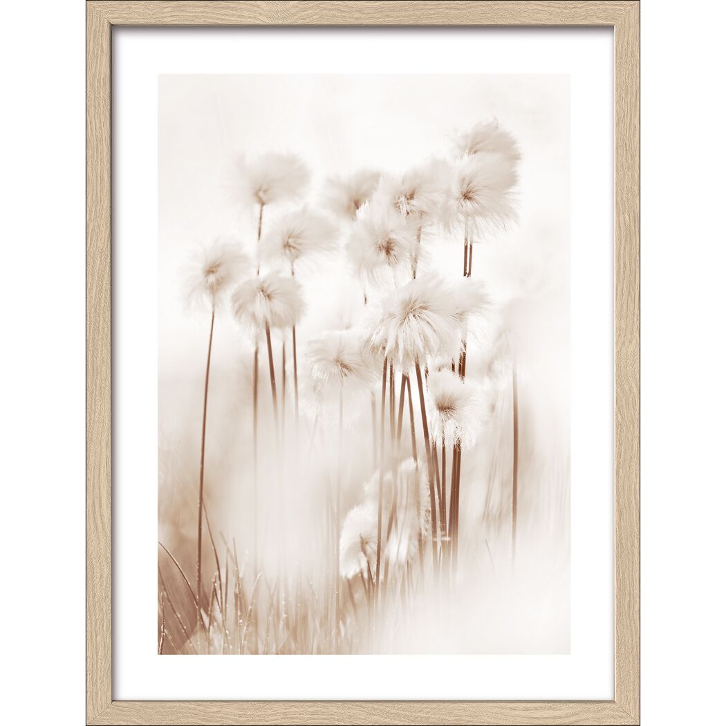Weiße, flauschige Blüten in Sepia