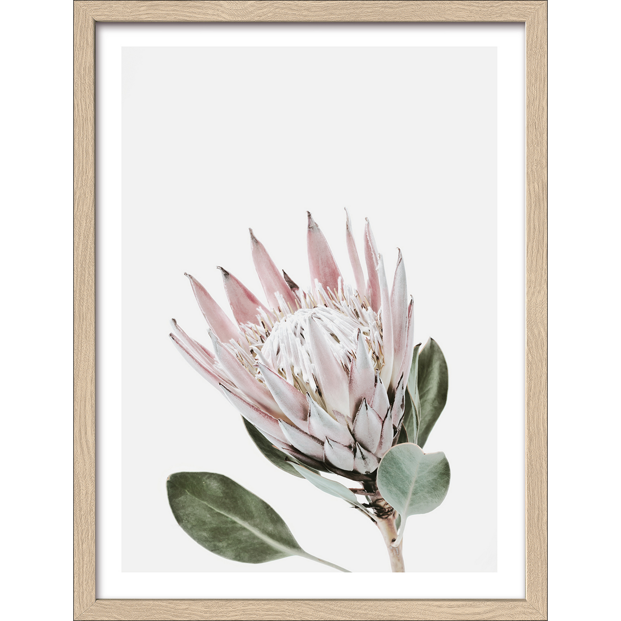 Kunstdruck Framed-Art 'King Protea' 33 x 43 cm + product picture