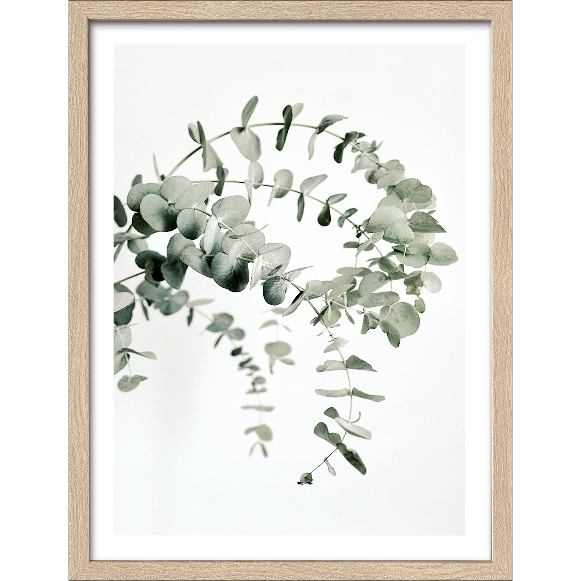 Kunstdruck Framed-Art 'Eucalyptus Branch III' 33 x 43 cm + product picture