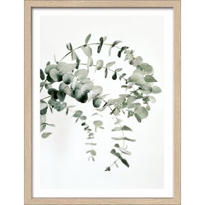 Kunstdruck Framed-Art 'Eucalyptus Branch III' 33 x 43 cm