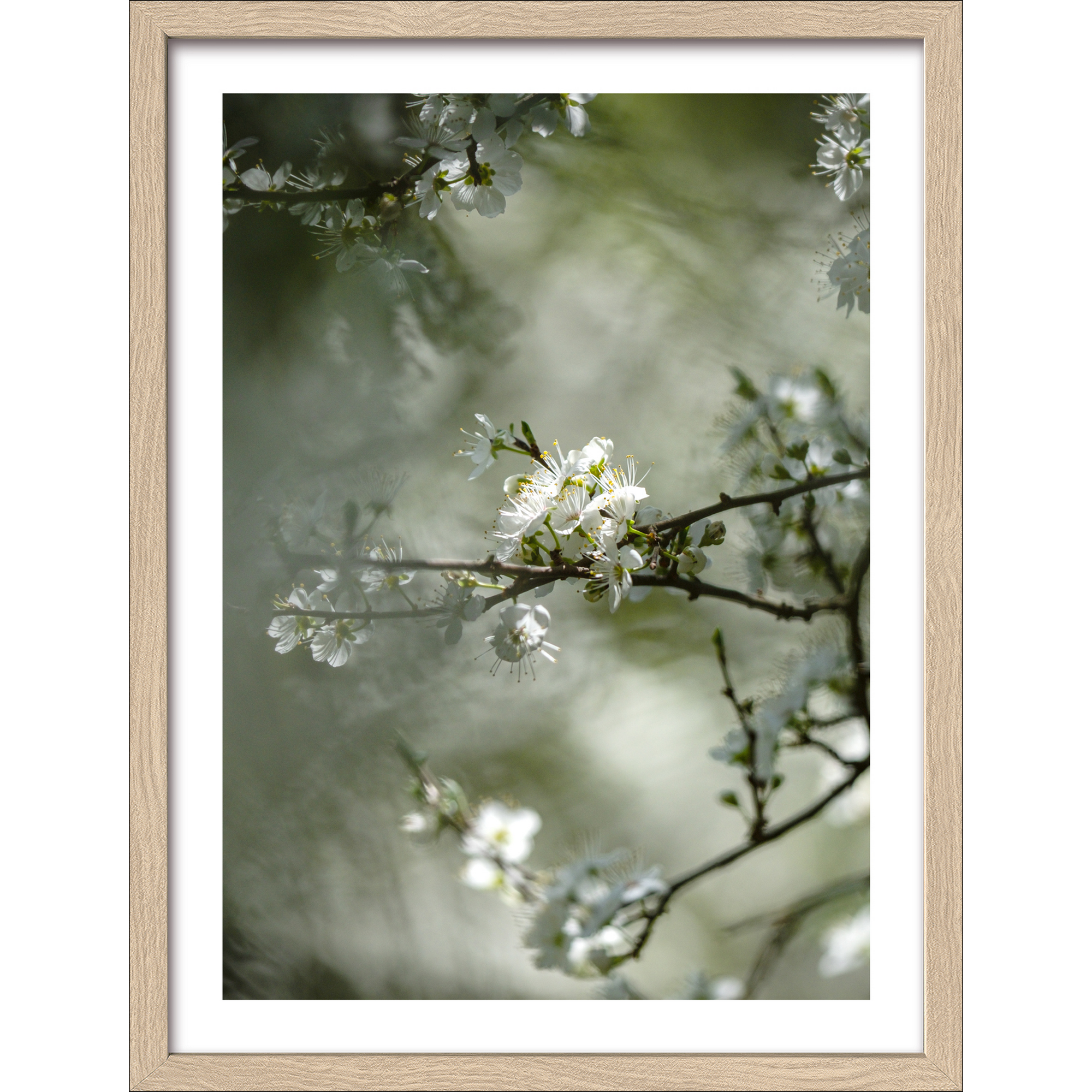 Kunstdruck Framed-Art 'Dried White Flowers IV' 33 x 43 cm + product picture