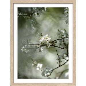 Kunstdruck Framed-Art 'Dried White Flowers IV' 33 x 43 cm