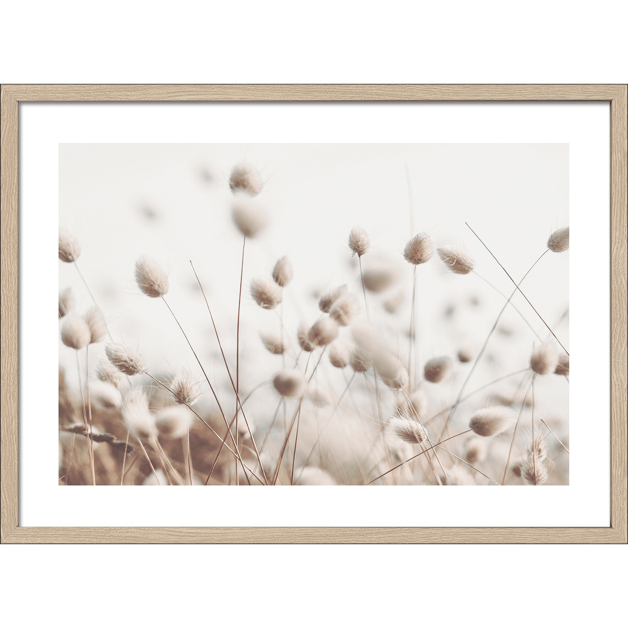 Getrocknete Gräser im Bild