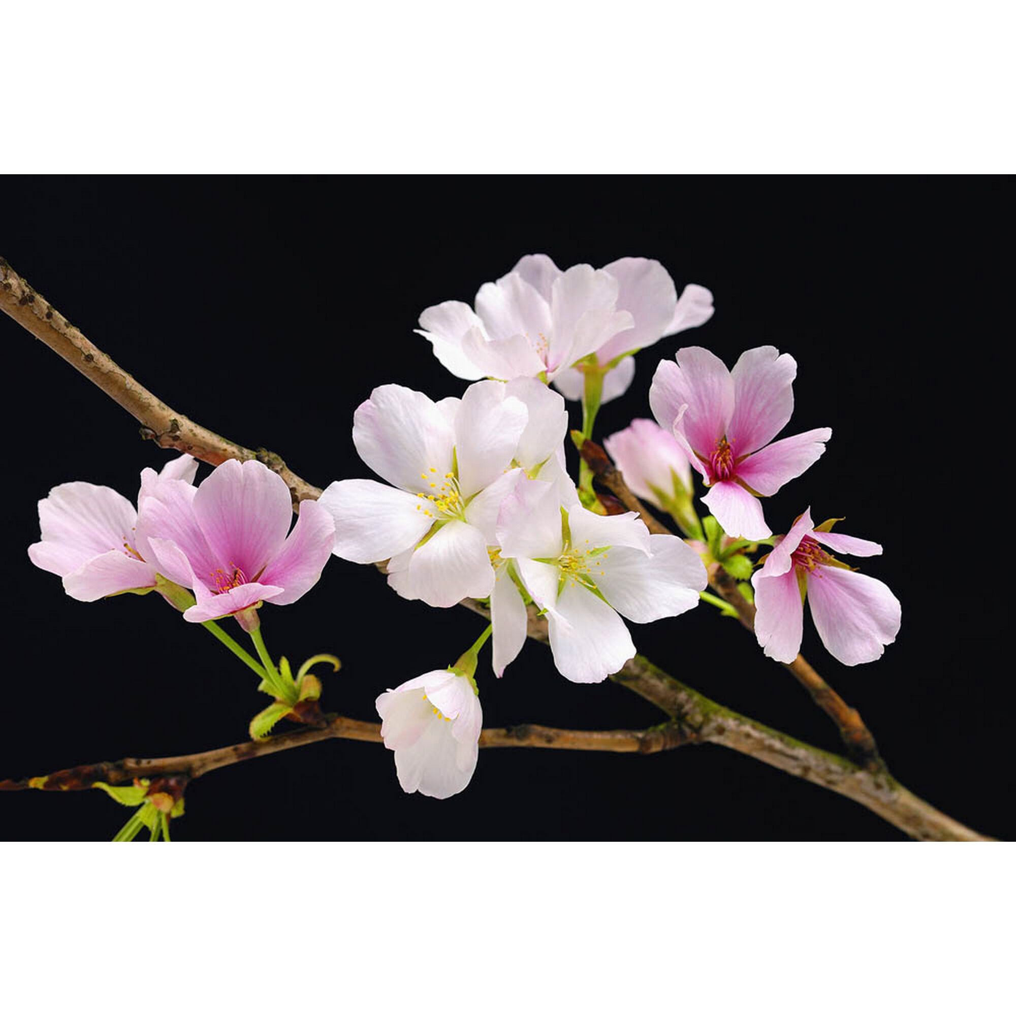 Kirschblüten auf dunklem Hintergrund