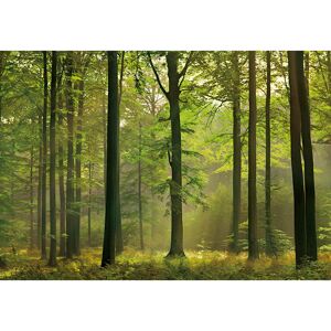 Reinders Fototapete 'Herbst im Wald' 366 x 254 cm