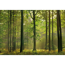 Verkleinertes Bild von Reinders Fototapete 'Herbst im Wald' 366 x 254 cm