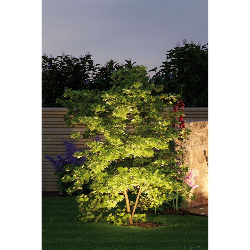 Beleuchteter Ahornbaum im Garten