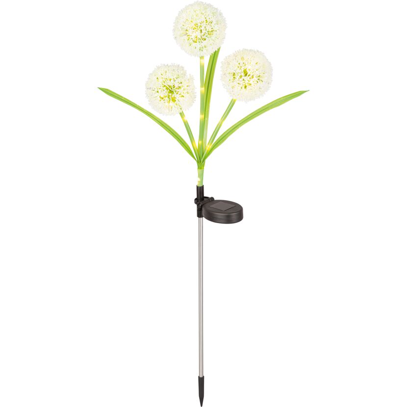 Solarleuchten mit Allium-Blüten