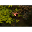 LED-Solarspieß Libelle mit RGB 66 cm