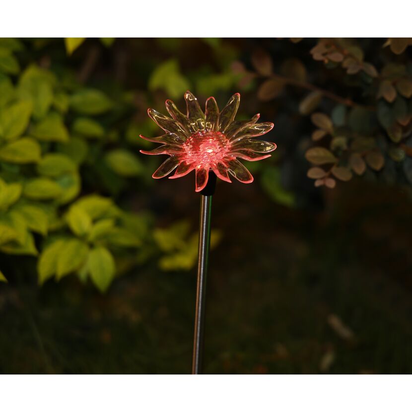 Solarleuchtblume in rot
