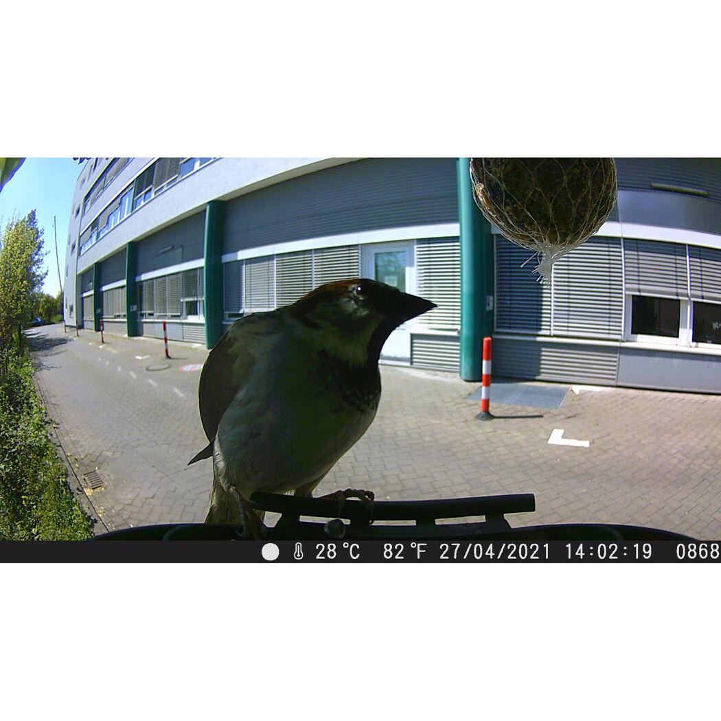 Spatz auf einem Geländer, im Hintergrund ein Gebäude