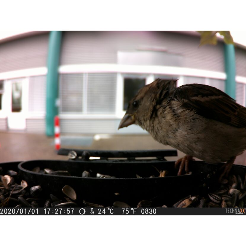 Spatz frisst Sonnenblumenkerne