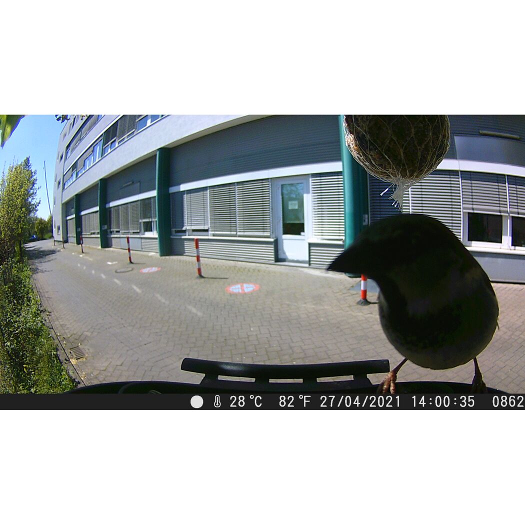 Ein Vogel sitzt auf einem Vogelhaus.