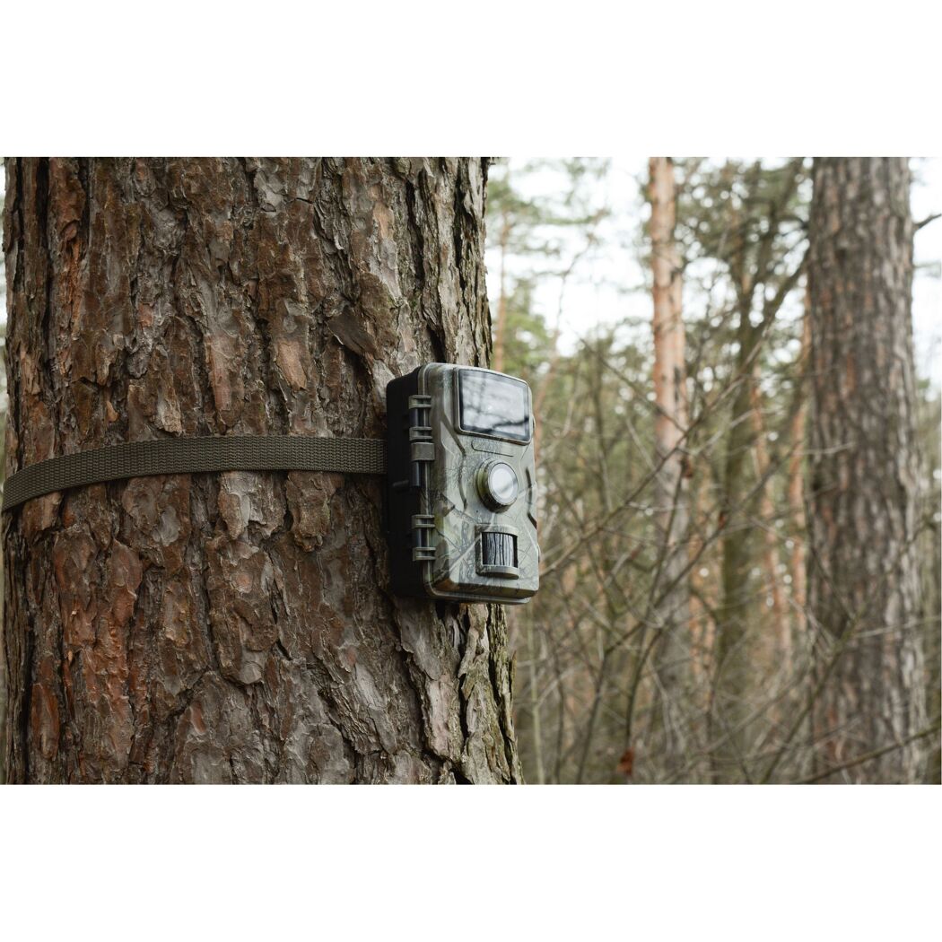 Wildkamera an einem Baum