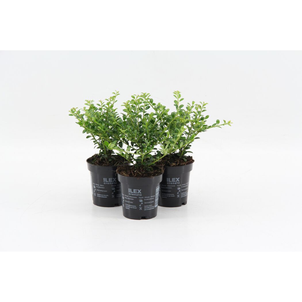 Drei Ilex crenata Pflanzen in schwarzen Töpfen